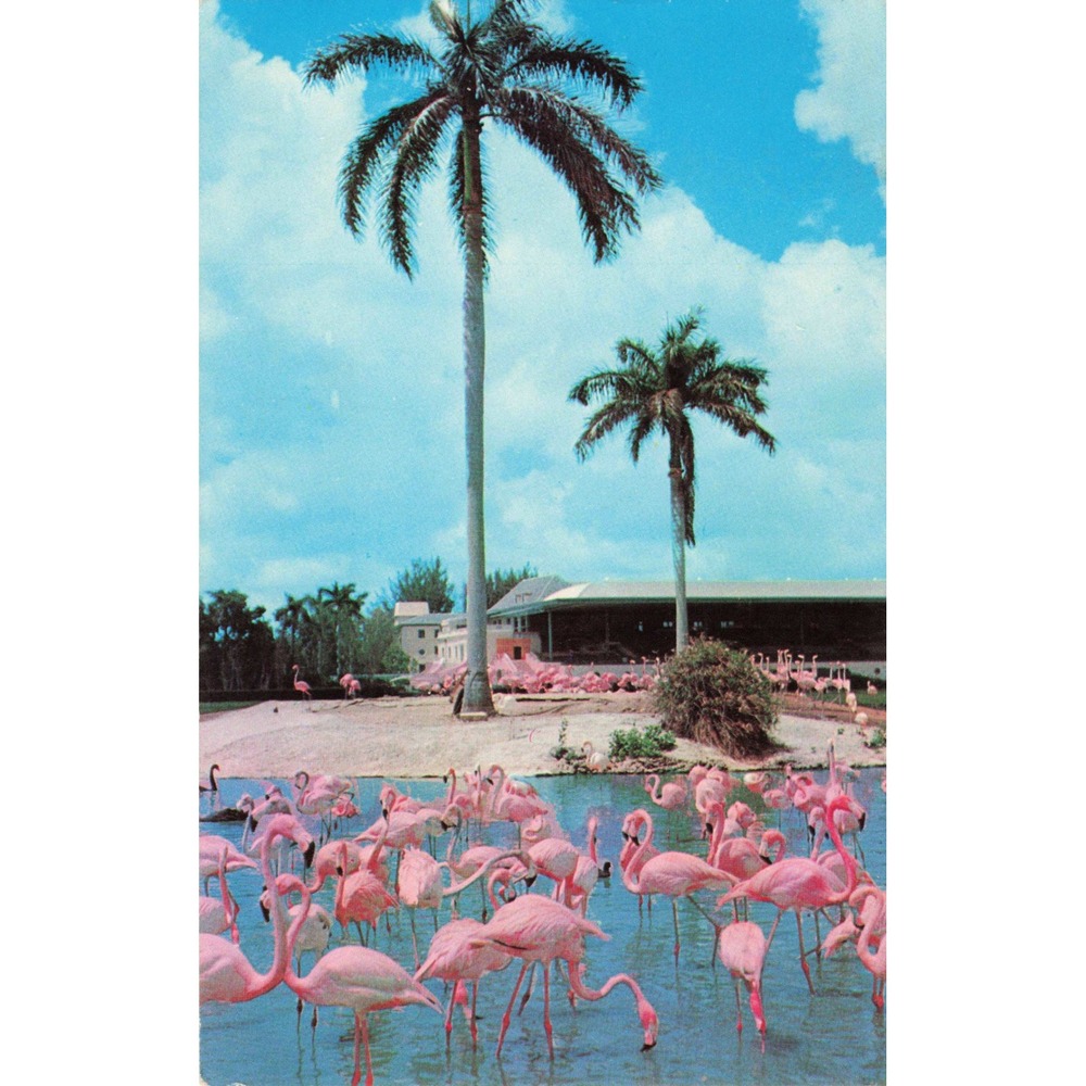 Vtg Hialeah Park Florida Flamingos Palm Trees Race Track Postcard 1966